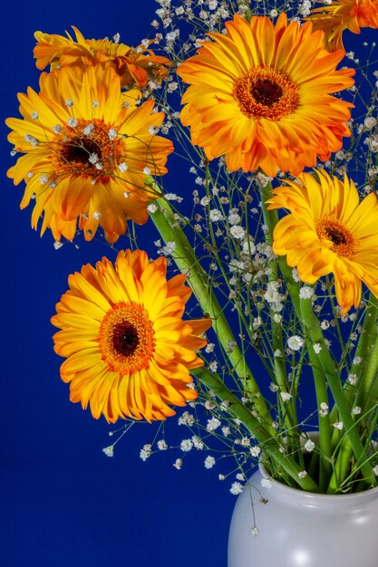 Gerberas doradas (Asteraceae)