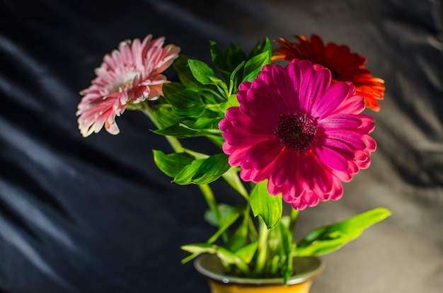 Gerberas em um fundo preto.