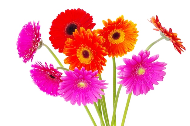 gerberas