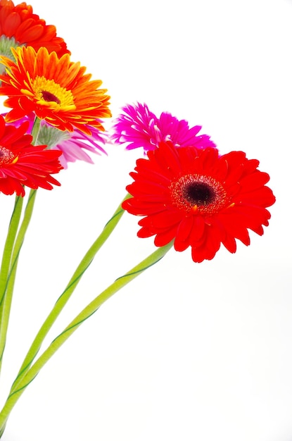 gerberas