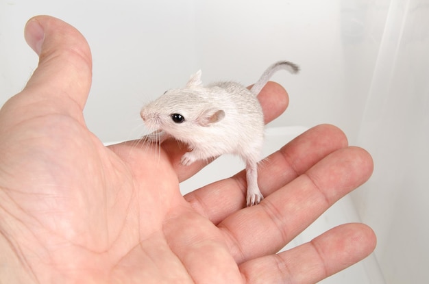 Foto gerbil blanco del desierto en una mano