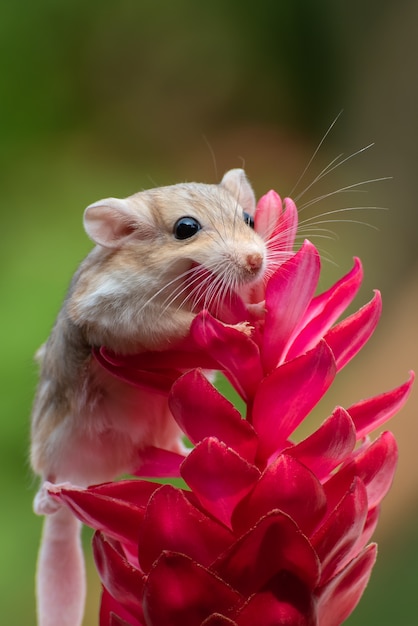 Gerbil pequeno na flor vermelha