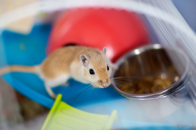 El gerbil rojo de ratón doméstico se sienta en la jaula cerca de un comedero con comida