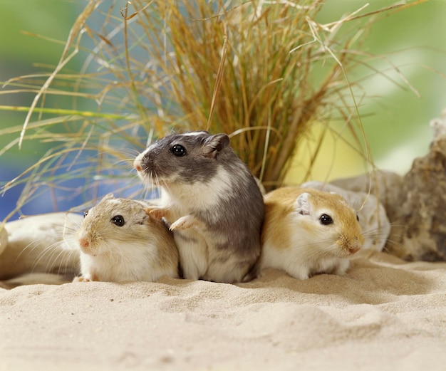 Foto gerbil-wüstenratten