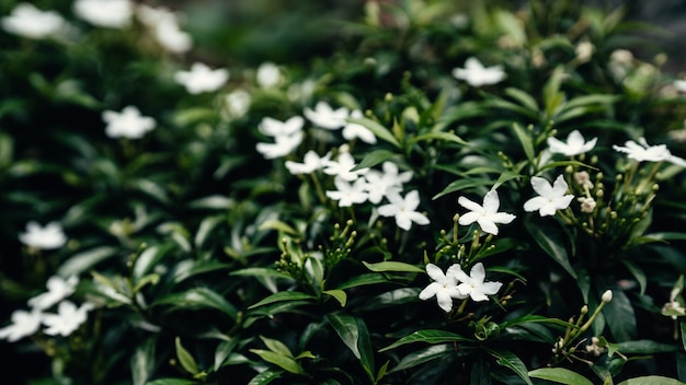 Gerdenia crape jasmine com fundo de folhas verdes. foco seletivo.