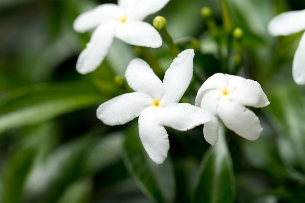 GERDENIA CRAPE JASMINE