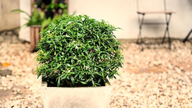 Gerdenia crepe jasmine flor árvore forma redonda em pote de cimento e embaçada de fundo de jardim de pedra