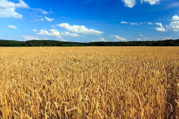 Gereiftes Getreide - Landwirtschaftliches Feld, auf dem reifes gelbes Getreide geerntet werden kann