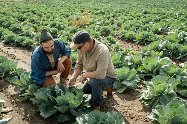 Gerente de agricultura asiática en tapa sentado en fila de vegetales