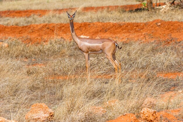 Foto gerenuk im gras