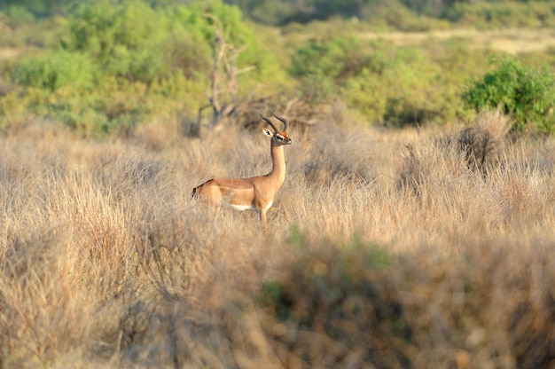 Gerenuk na Reserva Nacional da África, Quênia