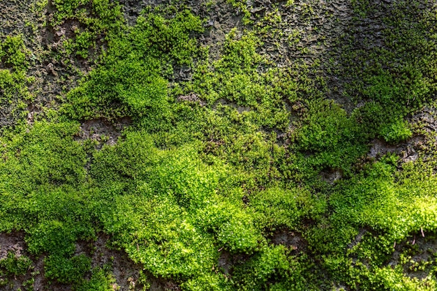 Gerillter grüner Mooshintergrund in der Natur