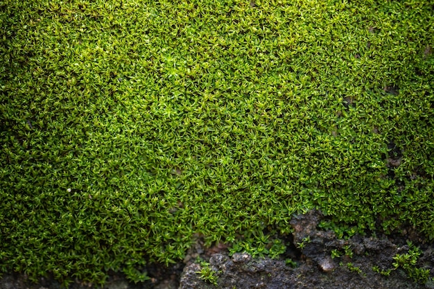 Gerillter grüner Mooshintergrund in der Natur