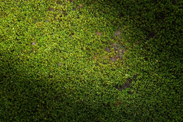 Foto gerillter grüner mooshintergrund in der natur