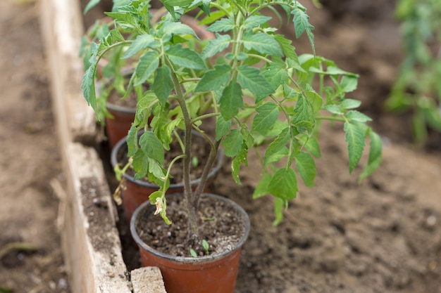 Germinação de mudas de tomateiro em vasos com fertilizante natural em casa de vegetação.