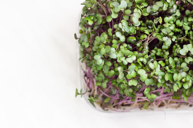 Foto germinação de sementes de microgreens de repolho vermelho ou rabaneto em casa conceito de alimentação saudável