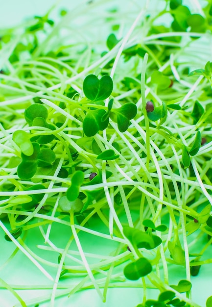 Germinação Microgreen fechar brotos de brócolis Comida ecológica natural com vitaminas Jardinagem doméstica Saúde estilo de vida vegetariano Cultivo de vegetação dentro de casa