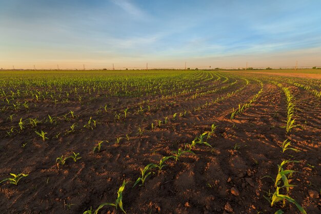 Germinación de maíz foto / amanecer en un campo agrícola