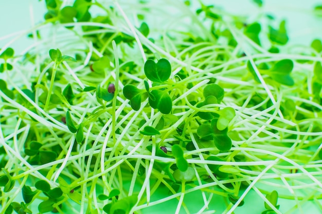 Germinación Microgreen cerca de brotes de brócoli Alimentos ecológicos naturales con vitaminas Jardinería doméstica Cuidado de la salud estilo de vida vegetariano Cultivo de vegetación en interiores