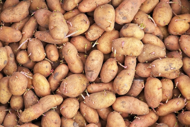 Germinación de patatas de siembra listas para la siembra de fondo. Fondo de patatas.