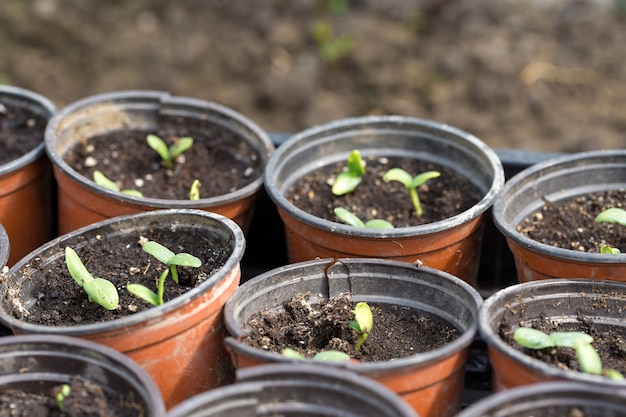 Germinación de plántulas de pepinos en macetas con fertilizante natural en condiciones de invernadero.