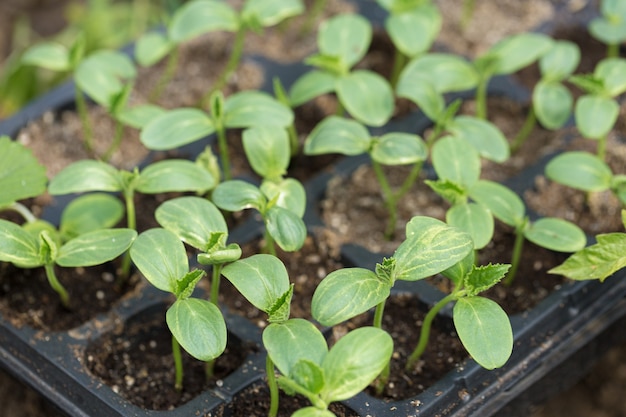 Germinación de plántulas de pepinos en macetas con fertilizante natural en condiciones de invernadero.