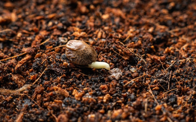 Germinación de semillas de cannabis y plantación de marihuana.