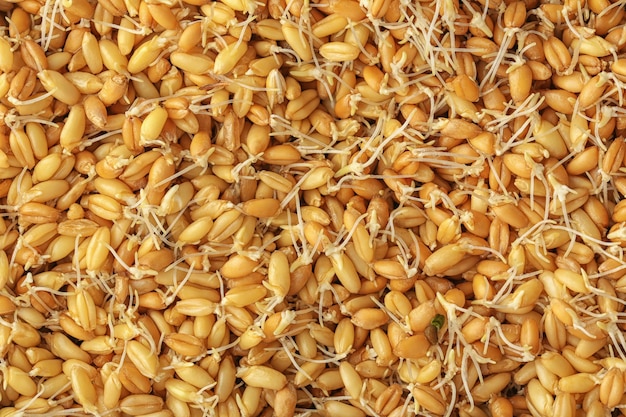 Germinación de semillas de hierba de trigo closeup