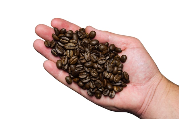 Geröstete Kaffeebohnen in der Handfläche. Auf weißem Hintergrund zum Ausschneiden