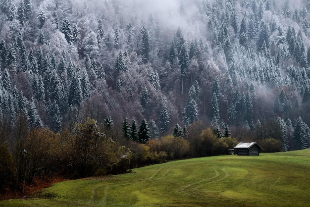 Geroldsee-Wald im Herbsttag mit erstem Schnee und Nebel über Bäumen Bayerische Alpen Bayern Deutschland