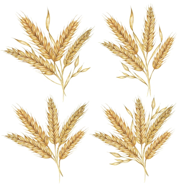 Gerste Spitzen Bündel Getreide Korn Ohren Weizen Stängel Bouquet für Shavuot Thanksgiving Oktoberfest Clipart Aquarell Illustration für Brot Bier