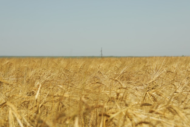 Gerstenfeld. Landwirtschaft und Landwirtschaft. Erste Sommerernte