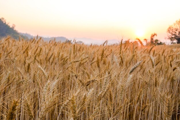 Gerstenweizenfeld gegen Sonnenunterganghintergrund