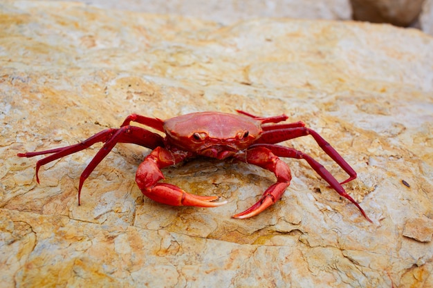 Geryon longipes é um caranguejo vermelho do Mediterrâneo