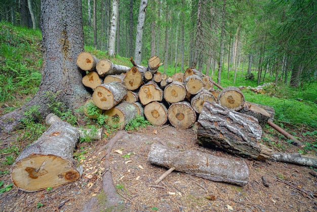 Gesägte Baumstämme im Sommerwald