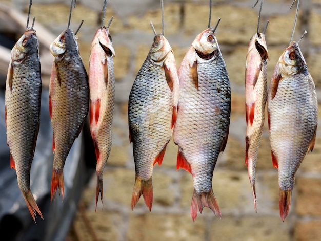 Gesalzener Flussfisch hing an Haken und trocknete im Freien