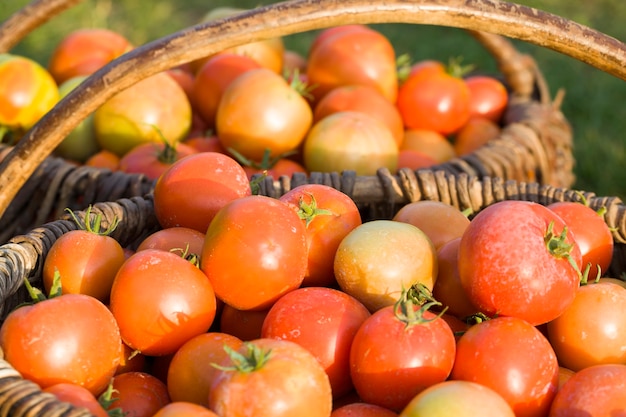 Gesammelt im alten Korb neue Ernte von roten Tomaten