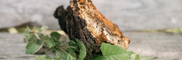 Gesammelter oder gefressener Chaga-Pilz, parasitischer Pilz oder Pilz der wilden Birke, wird in der Alternativmedizin zum Brauen von Heiltee zur Behandlung von Covid-19 verwendet. ungereinigter Chaga auf Holztisch. Banner