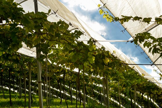 Gesamtansicht des Weinbergs zur Erntezeit mit blauem Himmel im Hintergrund.