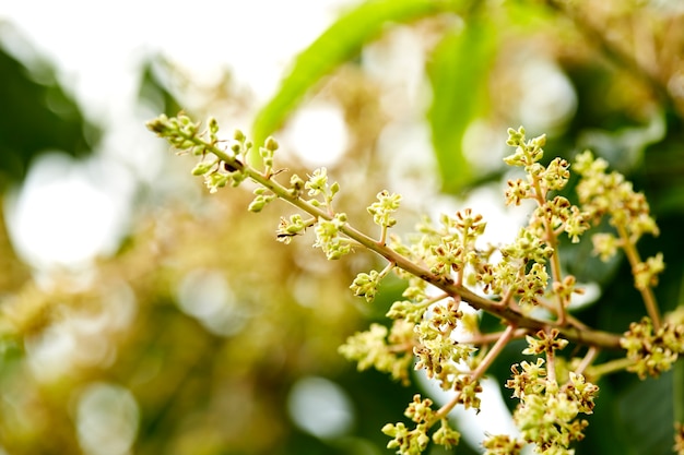 Gesamtlänge eines Mangobaums in voller Blüte