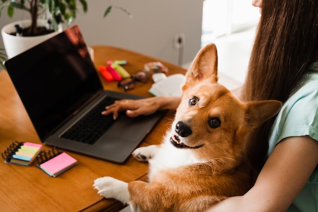 Geschäftsfrau mit Corgi-Hund, die online auf dem Laptop arbeitet und Text an Kollegen schreibt Teamwork mit Welsh Corgi Pembroke zu Hause Nahaufnahmefoto der Texteingabe auf dem Laptop