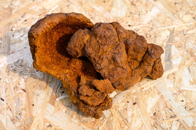 Geschälter wilder Birken-Chaga-Pilz auf einer Holzoberfläche