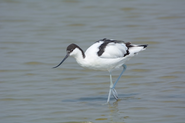 Foto gescheckter avocet (recurvirostra avosetta), schöner vogel in thailand