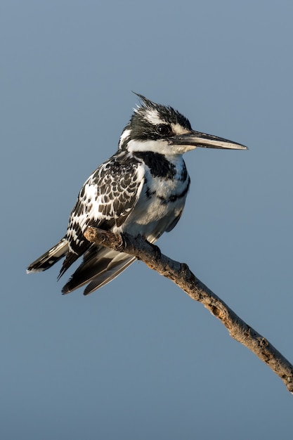 Gescheckter Eisvogel auf Zweig in Kenia, Afrika