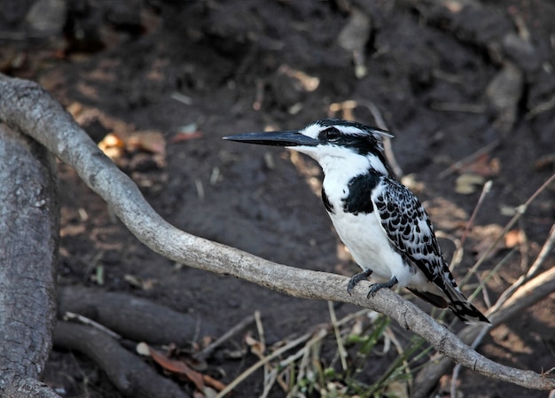 Gescheckter Eisvogel