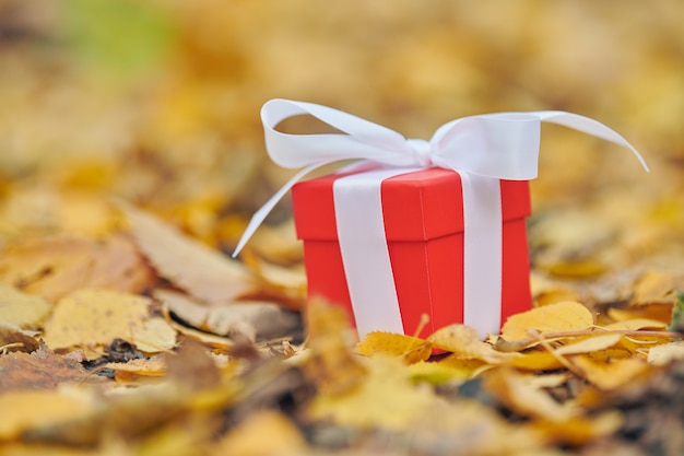 Geschenkbox im Herbstlaub