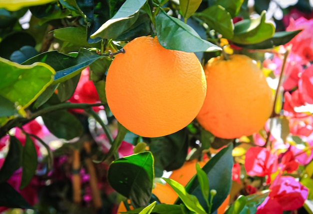 Geschenke der Natur frische und reife Orangen auf einem Ast