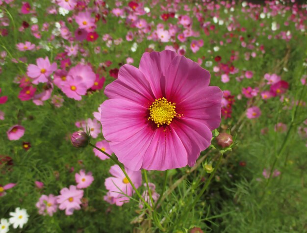 Geschlossen herauf vibrierende rosa blühende Kosmos-Blume auf dem Kosmos-Feld, Thailand