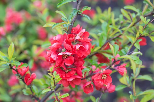 Geschlossen oben von der Kirschblüte