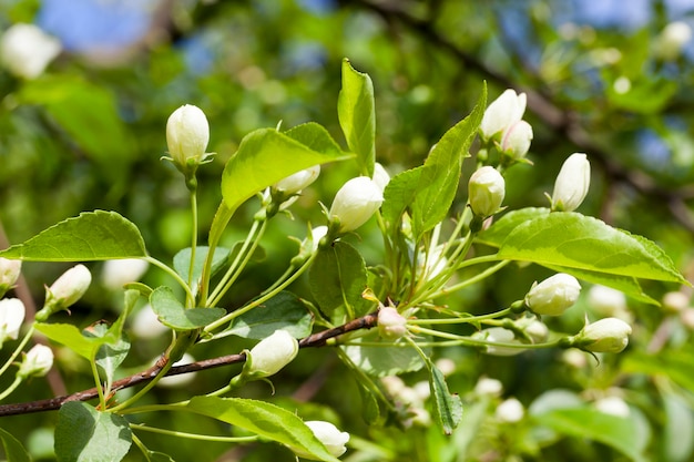 Geschlossene Apfelbaumknospen im Frühjahr